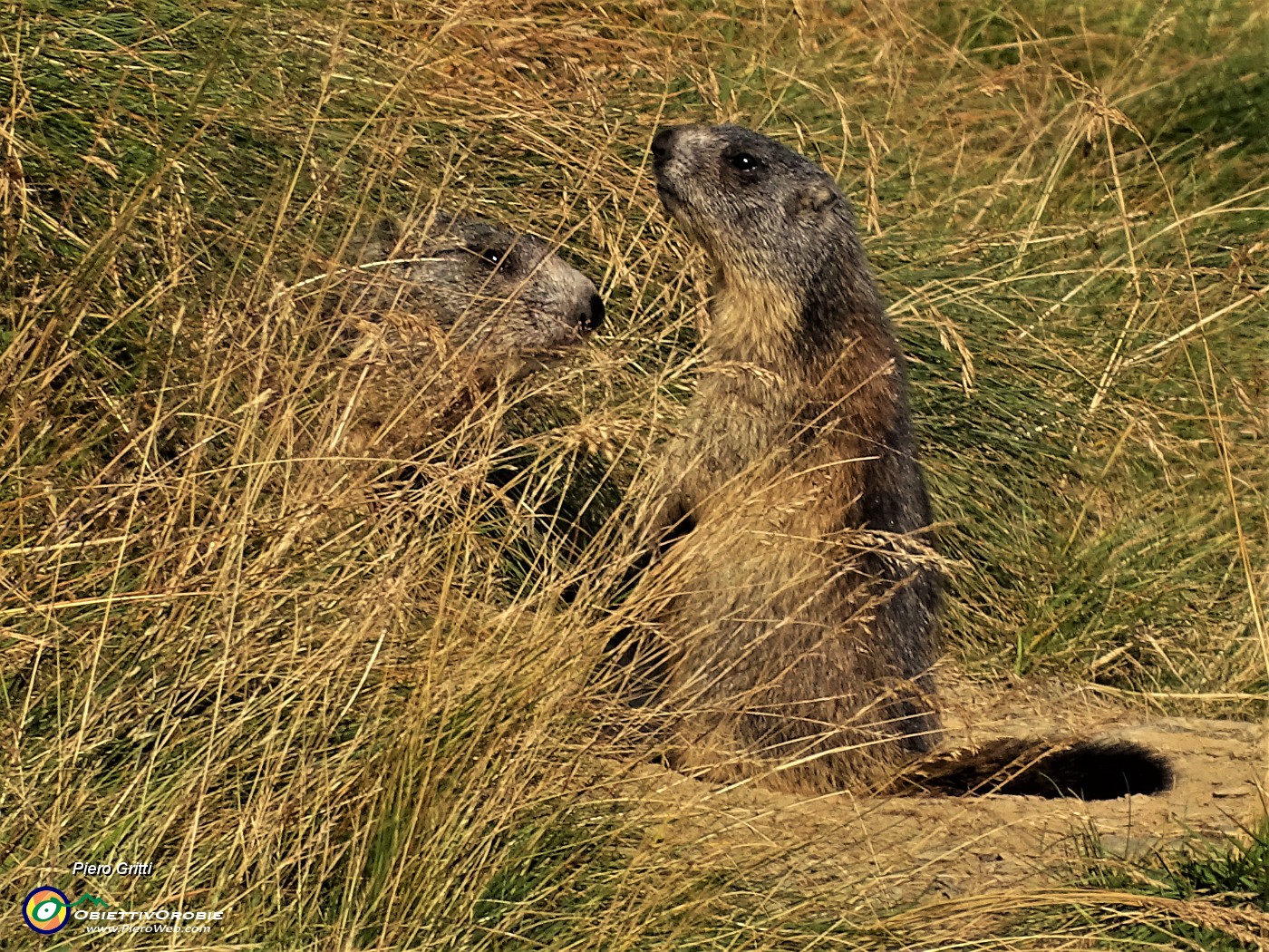 68 Marmotte ci osservano stavolta 'in sentinella'.JPG